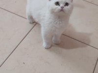 BRİTİSH SHORTHAİR MİNİKLER