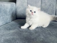 2 AYLIK UZUN TÜYLÜ SCOTTİSH STRAİGHT