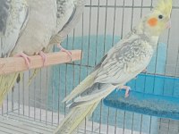 Sultan papağanı yavru ve damızlık kuslar