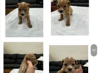 Maltipoo bebekler
