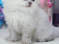 British Longhair 55 Günlük