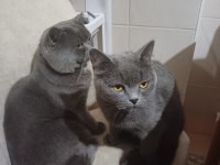 Ücretsiz kedi