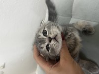 Harika Scottish fold yavru
