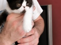 Safkan Exotic Shorthair bebekler