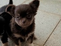 TEACUP CHİHUAHUA YAVRULAR