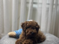 Toy poodle köpeğimiz
