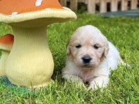 Bebek suratlı golden retriever bebeklerim