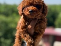 TEACUP AŞILI EĞİİTİMLİ PREMIUM TOY POODLE