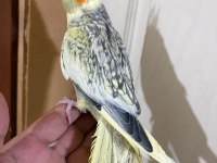 59 GÜNLÜK BEBEK SULTAN PAPAĞANI