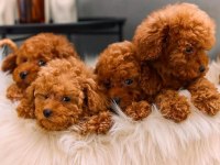 Toy poodle 0 numara kore kan