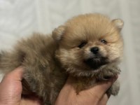 A kalite pomeranian boo