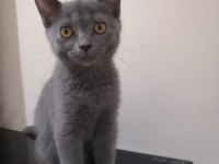 British shorthair iki buçuk aylık yavrular