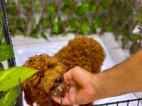 Poodle Erkek
