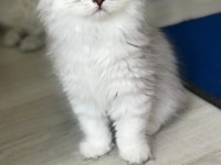 british longhair yavrular