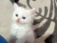 Sevimli british longhair kediler