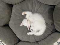 Scottish Straight Kar Beyaz Kedimiz