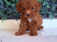 Sakarya toy poodle