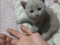 British Shorthair Bebekler - Erkek ve Dişi