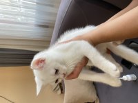 3 aylık erkek british shorthair
