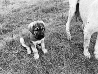 Saf Kangal yavrusu