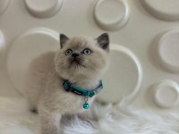 2 Aylık British Shorthair Blue Point
