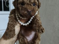 Dişi poodle yavrumuz