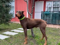 2 yaşında kızıl doberman temel itaat eğitimi mevcuttur
