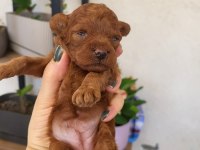 Harika Korekan POODLE ayı surat TEDDY BEAR