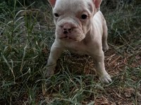 Sevimli French Bulldog Yavrularımız