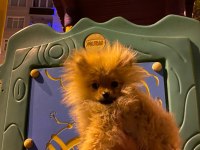 Pomeranian boo 4.5 aylık