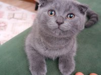 Sahiplendirme scottish fold