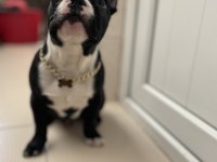 5 AYLIK FRANSIZ BULLDOG ERKEK