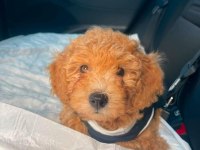 Erkek Toy Poodle
