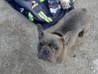 french bulldog yavru 30 günlük dişi ve erkek