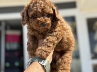 Ruhsatlı Çiftlikde Ziyarete Açık Toy Poodle