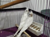 2 adet kırmızı göz albino yavru sultan