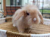 Hollanda teddy lop tavşan yavrular