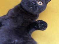 Black British Shorthair
