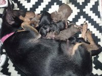 Sıfır numara pinscher orjinal