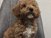 Köpeğimiz Paris Yeni Yuvasını Arıyor