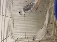Toplu takım albino lutino grey wifi karışık sultan papağanı