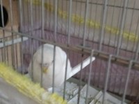 SAHİPLENDİRMEK ÜZERE MUHABBET KUŞU