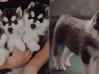 Husky yavrumu yeni yuvasını arıyor