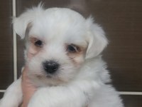 Maltese Terrier Yavrular Rezerve Açık