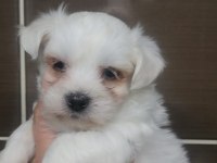 Maltese terrier yavrular rezerve açık