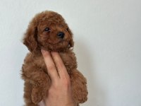 1 erkek 2 dişi poodle yavrularımız