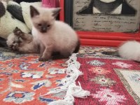 Anne altında siyam kedisi