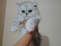 EĞİTİMLİ SAFKAN BRİTİSH POFUDUK YAVRULARIM