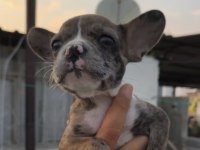 FRENCH BULLDOG YAVRULAR