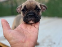 FRENCH BULLDOG YAVRULAR SAKARYA